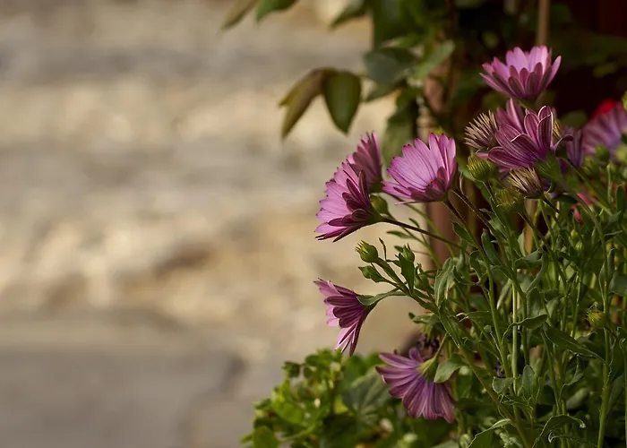 Atrapos شقة فندقية 3*